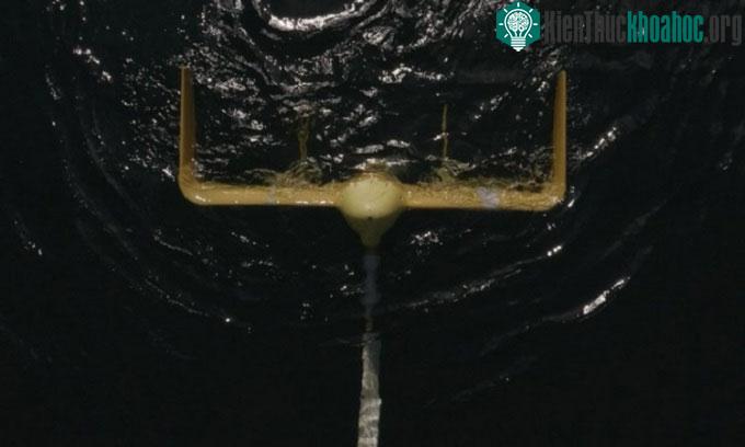 Turbine "rồng biển" bơi theo dòng hải lưu.