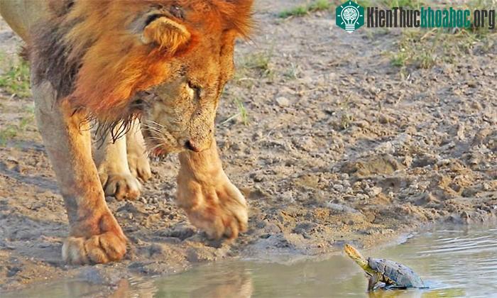 Kẻ lạ mặt uống nước mà không xin phép.