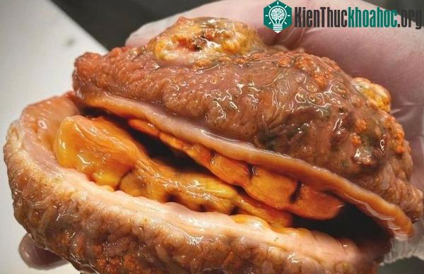 Sinh vật này miệng có răng và trông giống một chiếc bánh mì kẹp thịt.
