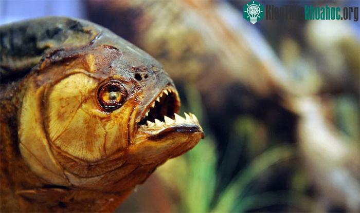 Hàm răng cá Piranha