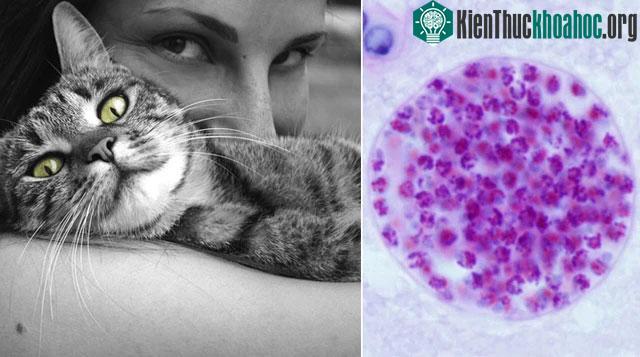 Toxoplasma gondii