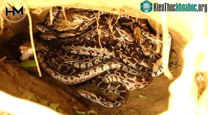 Có tới hàng chục con trăn nhỏ và mẹ của chúng ở trong hang.