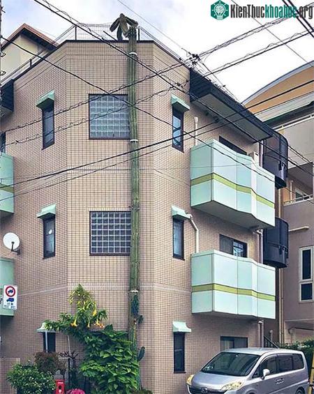 Cây xương rồng mọc dọc theo tòa nhà 3 tầng.
