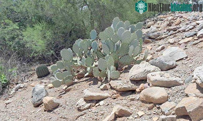 Rắn đuôi chuông ẩn mình khéo léo trên dốc đá ở bang Arizona, Mỹ.