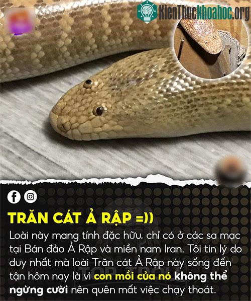 Trăn cát Ả Rập