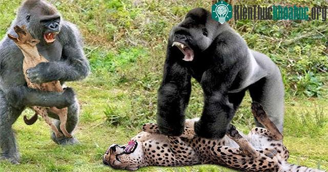 Báo đốm phải cúp đuôi bỏ chạy trong hoảng loạn vì bị bầy khỉ tấn công.