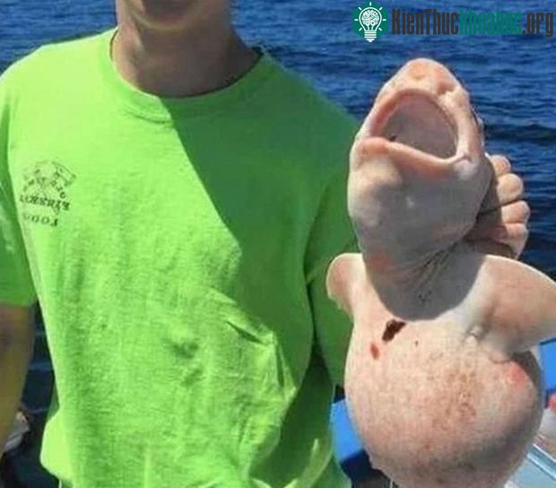 Bắt được sinh vật màu hồng kỳ lạ trên biển, cả thuyền vội thả đi sau khi biết lai lịch ảnh 0