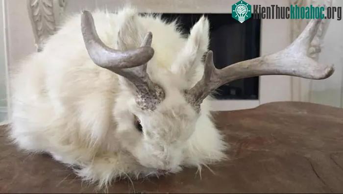 &nbsp;Thỏ không mọc sừng một cách tự nhiên nhưng virus papilloma ở thỏ có thể gây ra điều này.