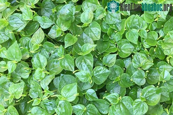 Rau càng cua phát triển mạnh vào mùa mưa.
