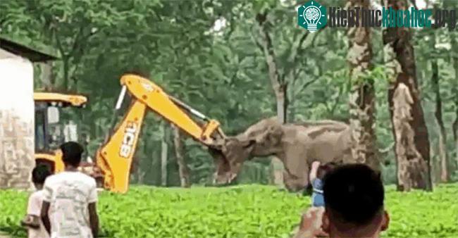 Voi mẹ lao tới đối đầu với máy xúc để bảo vệ con.&nbsp;
