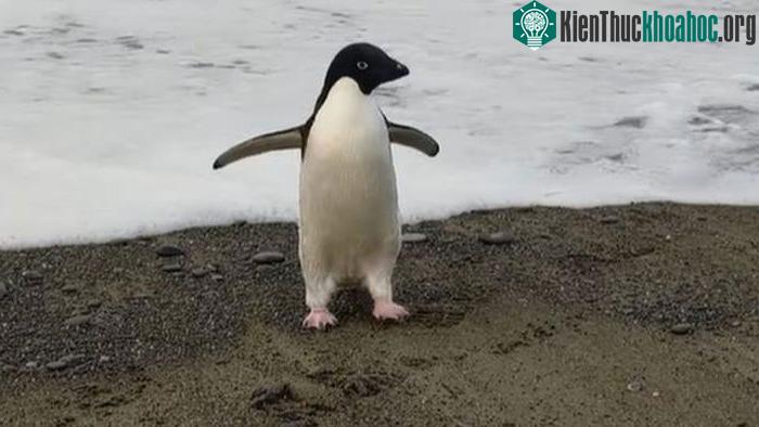 Chú chim cánh cụt Adélie được cư dân địa phương đặt tên là Pingu.