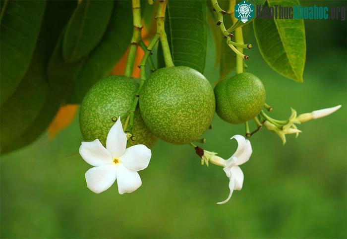 Quả và hoa của cây Cerbera odollam.
