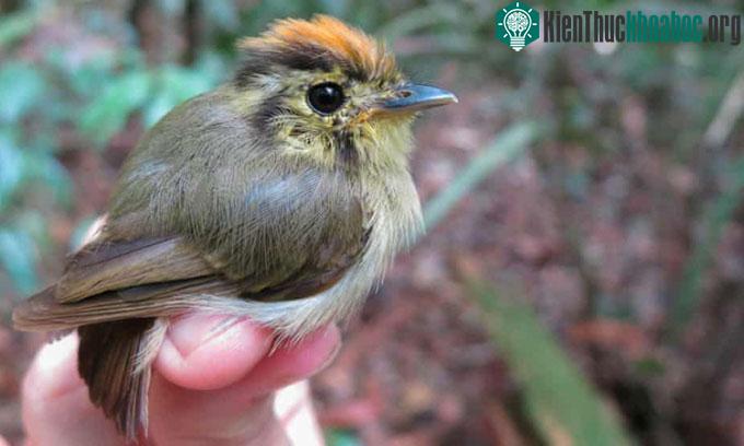 Loài Platyrinchus coronatus ở Amazon là một "nạn nhân" của biến đổi khí hậu.