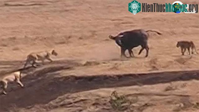 Trâu rừng mẹ luôn là "vệ sĩ" theo sát nghé con để bảo vệ nó khỏi các mối đe dọa từ tự nhiên.