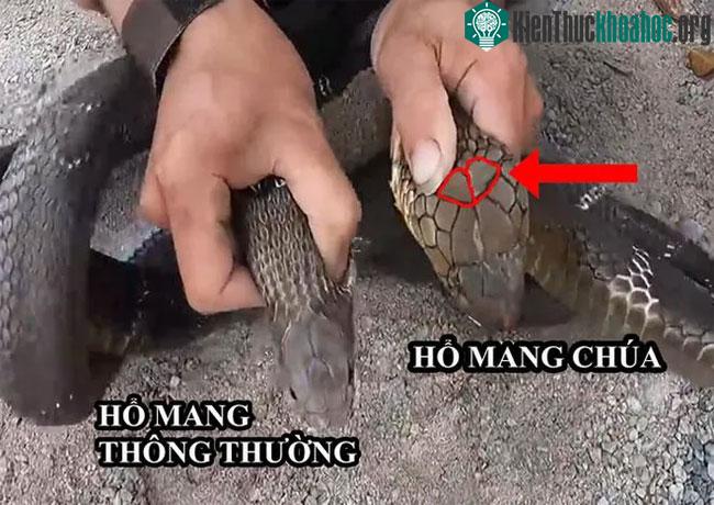 Hổ mang chúa có phần vảy đầu rất khác biệt so với các loài rắn hổ mang thông thường.