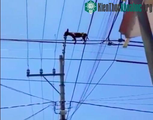 Khi nhận ra đang ở đỉnh cột điện, chú chó đã đứng im bất động trong sợ hãi.