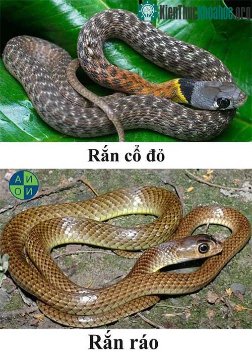 Rắn cổ đỏ khá giống rắn ráo.