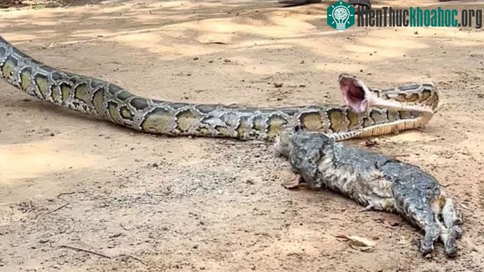Sau khi nuốt con trăn đã nhả nạn nhân ra nhưng quá muộn, chú mèo đáng thương đã chết.