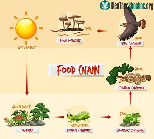 Một thí dụ cơ bản về chuỗi thức ăn trong tự nhiên.