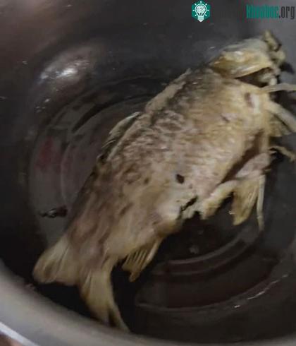 Hình ảnh con cá