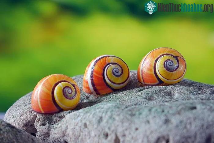 Chúng thực sự là những tác phẩm nghệ thuật xuất sắc của đấng tạo hóa.
