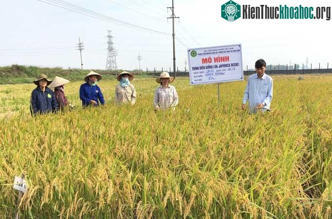 Mô hình thử nghiệm giống lúa DCG93 tại Nam Định.