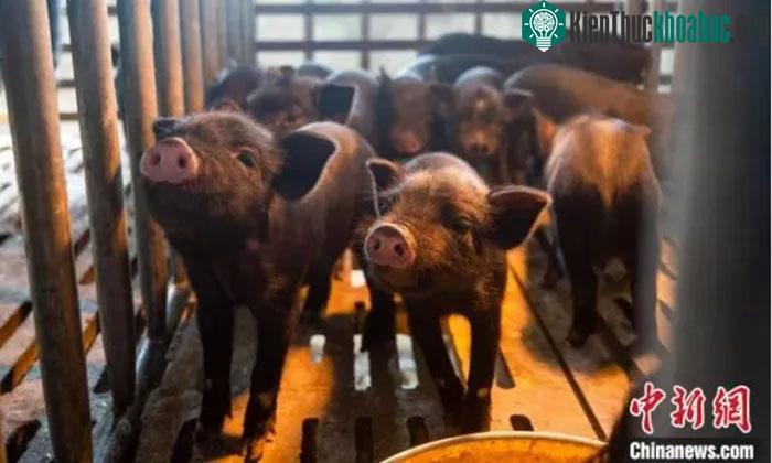 Chín con lợn Tây Tạng bản địa thuần chủng đầu tiên.