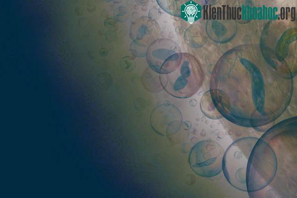 Giáo sư Sara Seager khẳng định: Amoniac không nên có trên sao Kim