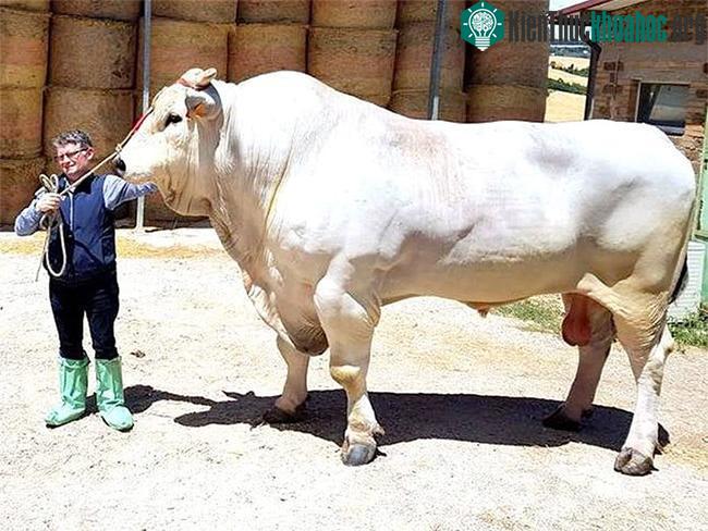 Bò Chianina là giống gia súc lâu đời nhất trên Trái đất