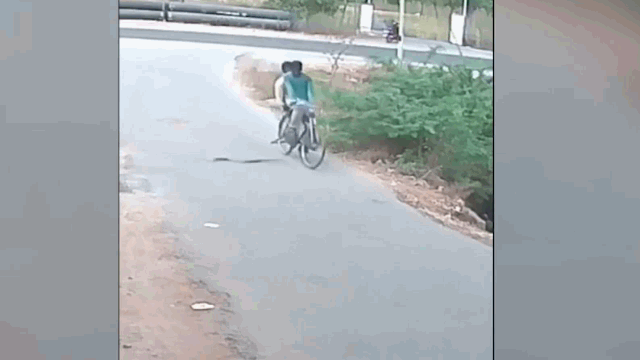 Một con rắn phi ra từ bụi cây rồi lao thẳng vào xe.&nbsp;