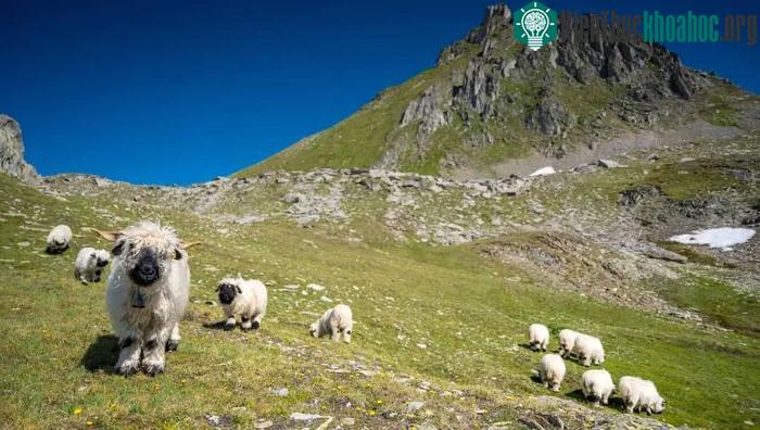 Những con cừu mũi đen Valais theo truyền thống được nuôi để lấy thịt và len