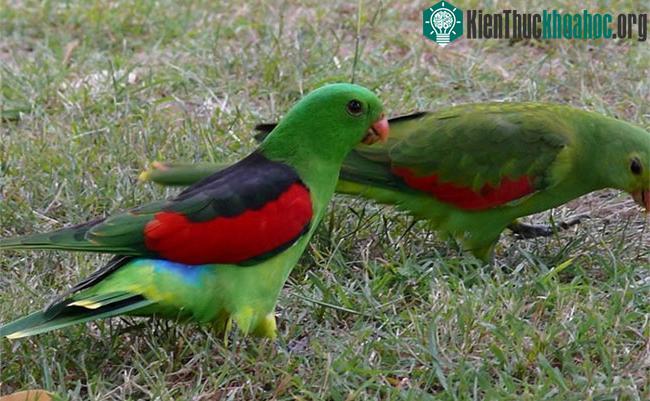 Xoài chín dù chỉ có nộng độ ethanol rất ít nhưng cũng khiến những con vẹt bị say xỉn.