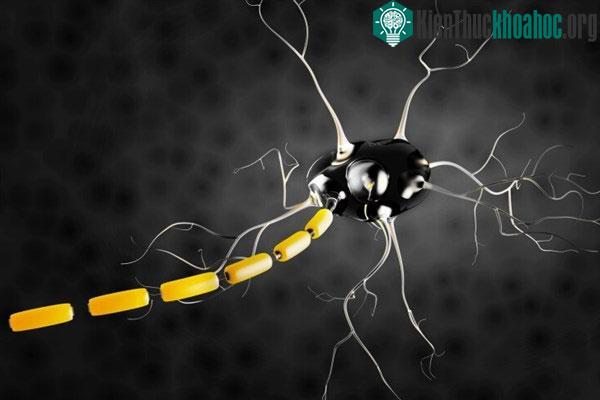 Một số protein có khả năng tác động vào các tế bào thần kinh trong não và ngăn cảm giác đau.