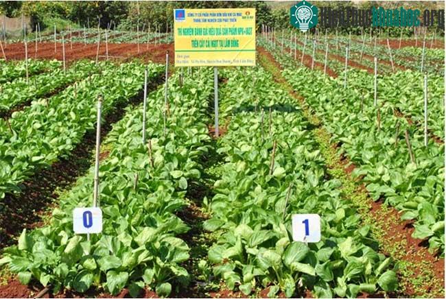 Phân bón mới thử nghiệm trên cây cải ngọt.