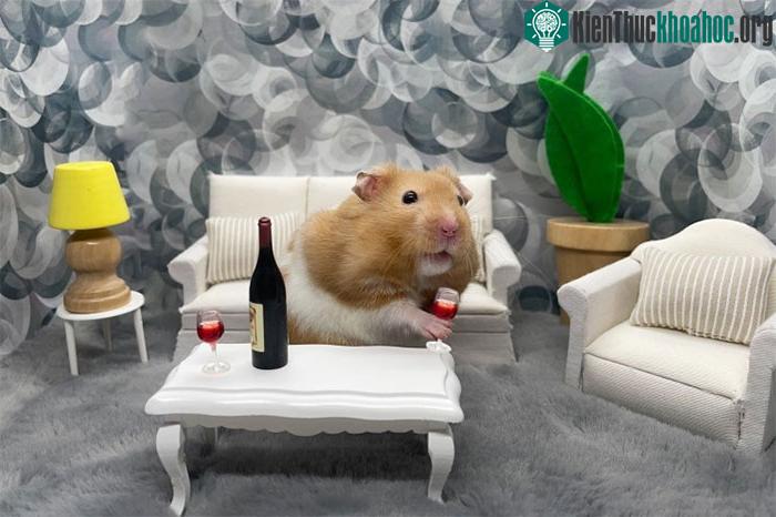 Chuột Hamster thường được nuôi làm thú cưng.