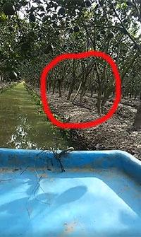 Chèo xuồng giữa vườn cây, anh thanh niên hoảng hồn khi thấy con rắn hổ mây ngóc đầu cao gần 1m ảnh 0