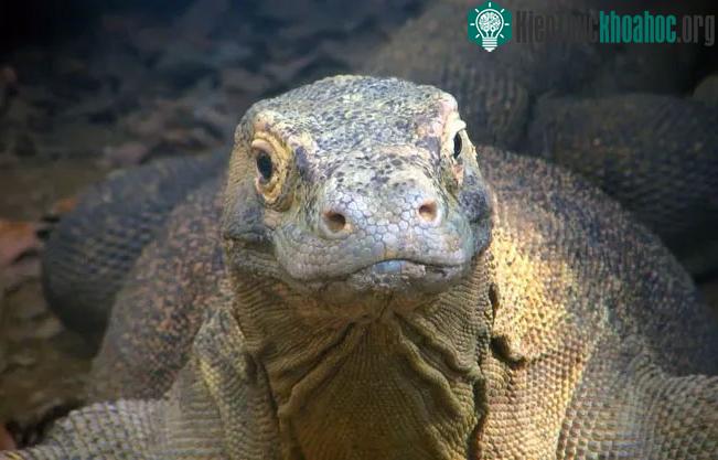 Rồng Komodo