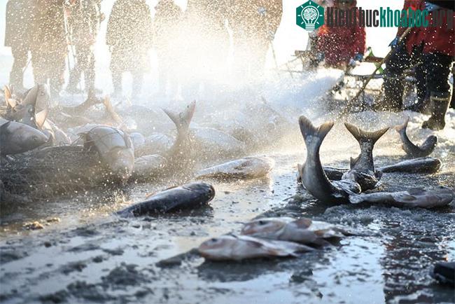 Những con cá được ngư dân đánh bắt được trong ngày 26/12.