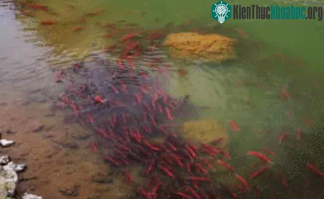 Đàn cá hồi đỏ di cư