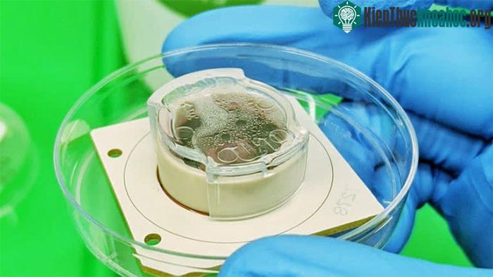 Cortical Labs đã đưa chip DishBrain của mình qua quá trình thử nghiệm rộng rãi.