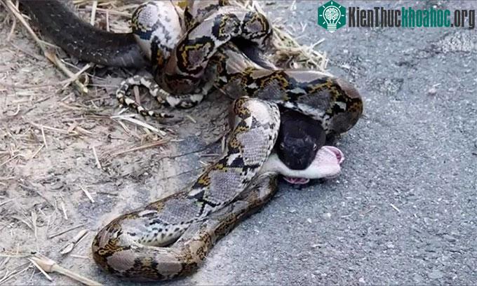 Chúng bắt đầu trận chiến từ trong bụi rậm, sau đó kéo nhau ra vệ đường.