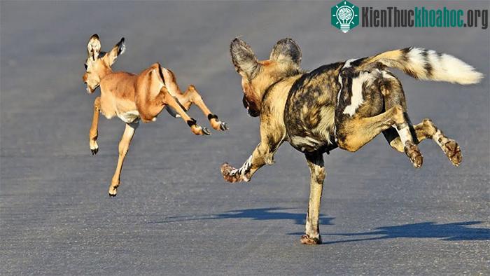 Linh dương nhanh chóng bó trốn nhưng vẫn không thoát khỏi chó hoang.