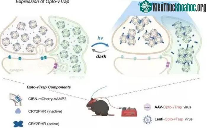 Phương pháp này được gọi là Opto-vTrap.