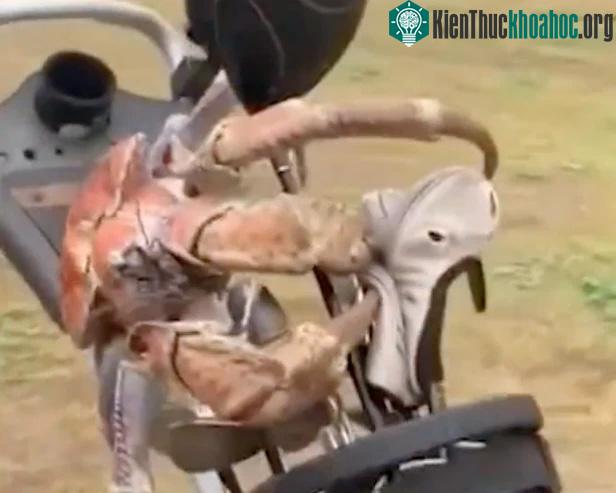Cua dừa ăn cắp gậy đánh golf.