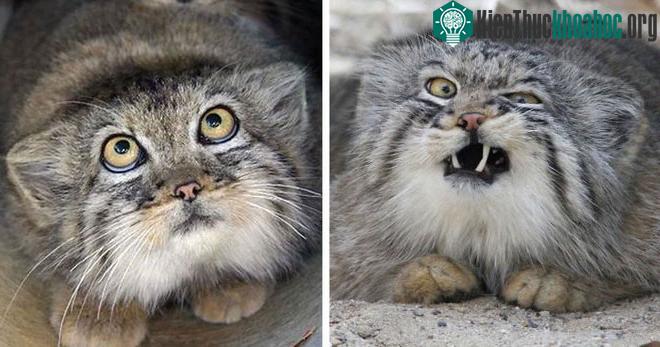 Mèo Manul