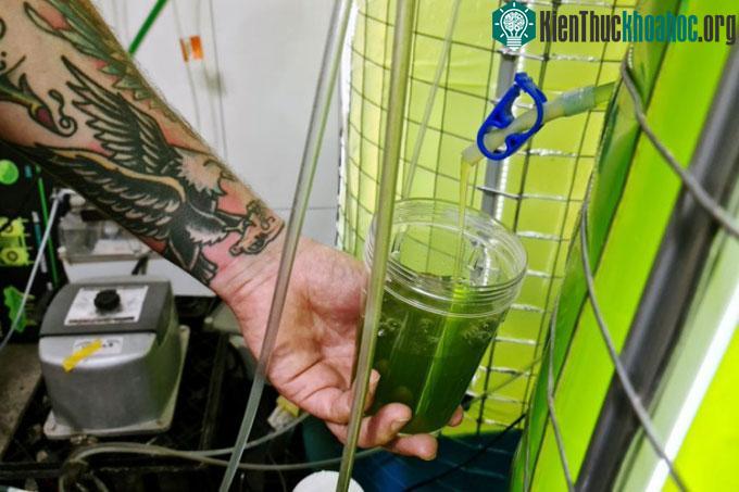 Mẫu vi tảo lấy từ lò phản ứng sinh học.
