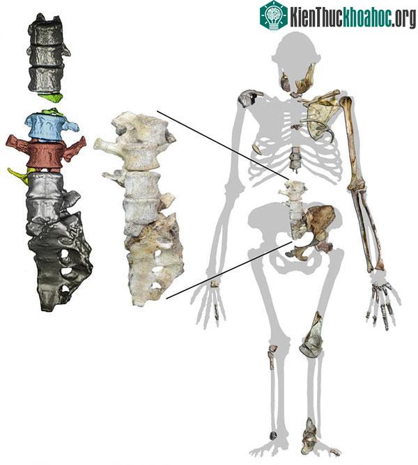 Hài cốt hóa thạch của Issa