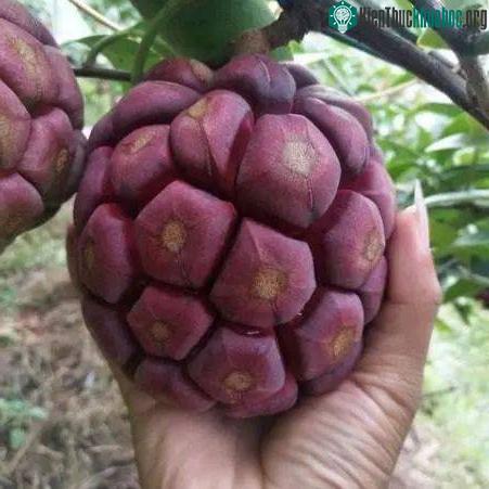 Quả này trông giống như quả dứa hình cầu.