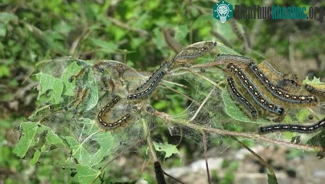 Những con sâu bướm với sức ăn mãnh liệt đã phần nào bổ sung thêm lượng carbon vào hồ