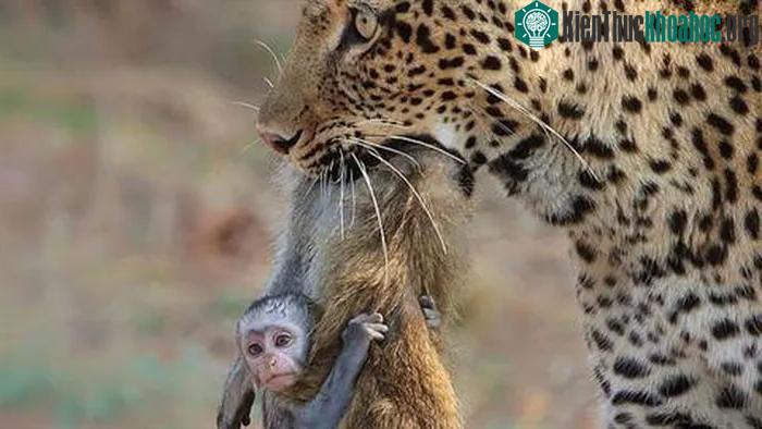 Khỉ con còn quá nhỏ để có thể hiểu được mọi chuyện đang diễn ra